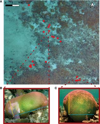 Differences in the progression rate of SCTLD in Pseudodiploria strigosa are related to colony size and morphology